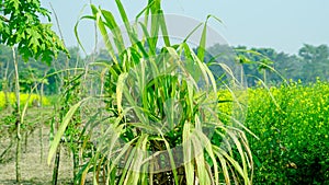 sugar cane in wide view mode. photo